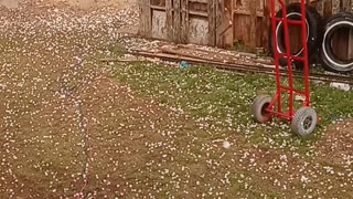 Massive Hail Falls in Roscoe Texas