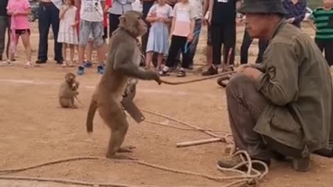 Funny monkey clip videos #1263
