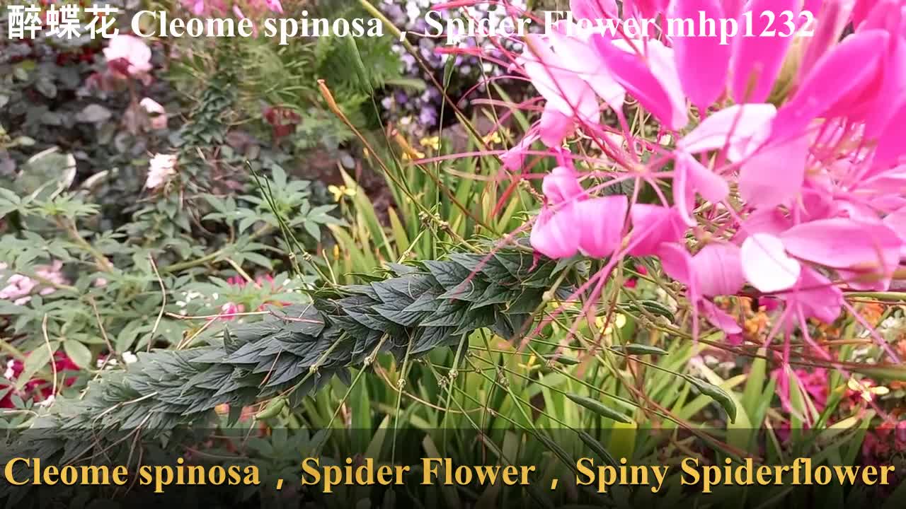 醉蝶花(西洋白花菜,紫龍鬚)Cleome spinosa,Spider Flower,Spiny Spiderflower, mhp1232, Mar 2021