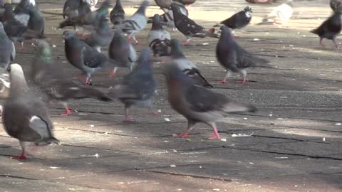 Pigeons in the Park Stock