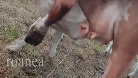 Cow Life Hack