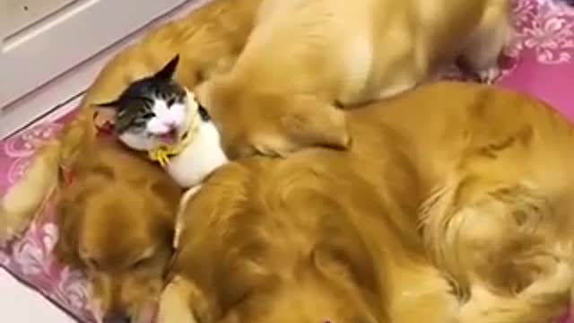 3 Things Everyone Knows About PETS That You Don't