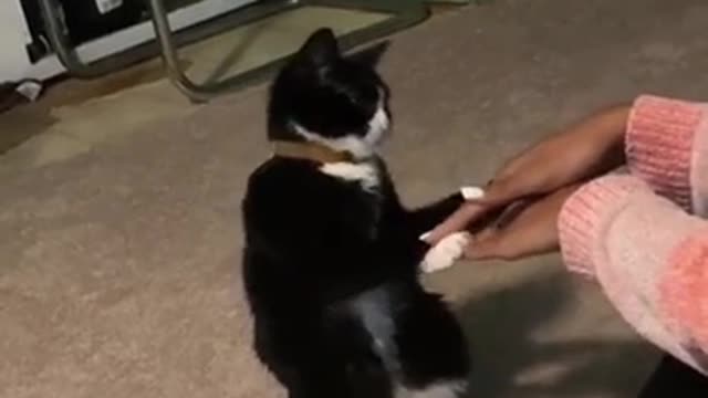 In the mood for fun with the cat animals funny video