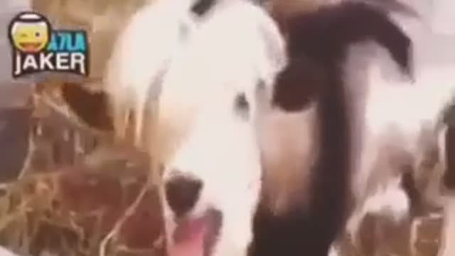 Humorous music and goat sound