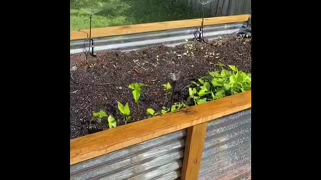 Growing a small backyard garden