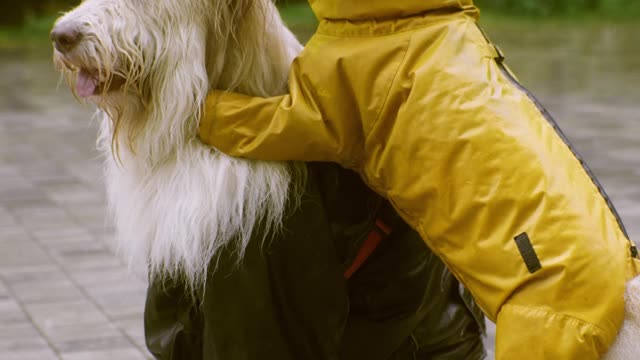 Two funny dressed dogs FHD