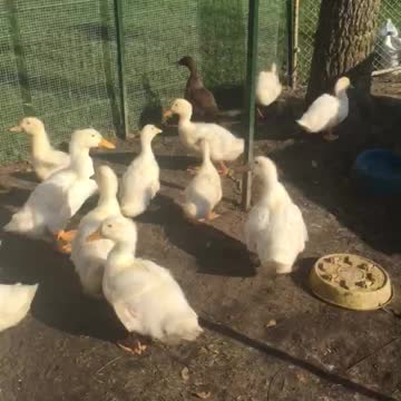 The ducks