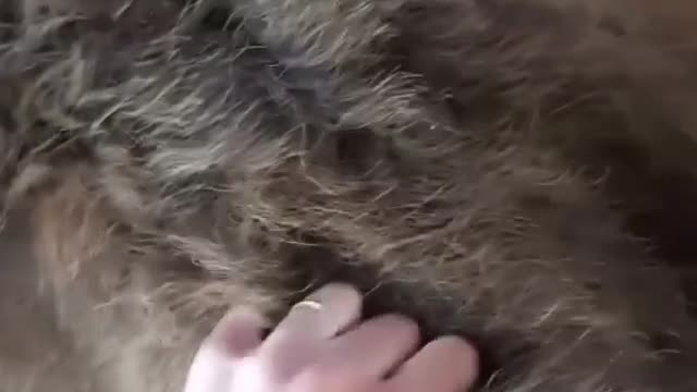 Human and lion