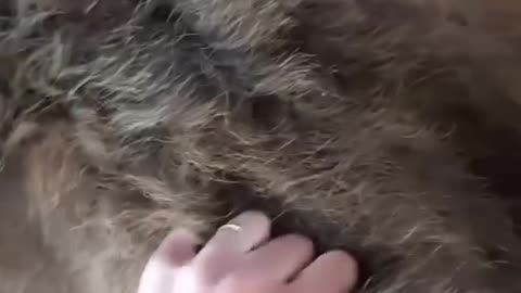 Human and lion
