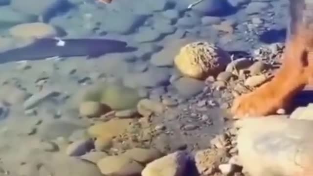 Ultimate respect video