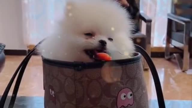 Cute and funny pomeranian videos