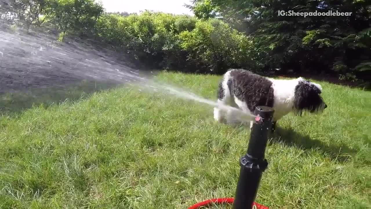 Black white dog tries to bite sprinklers in backyard