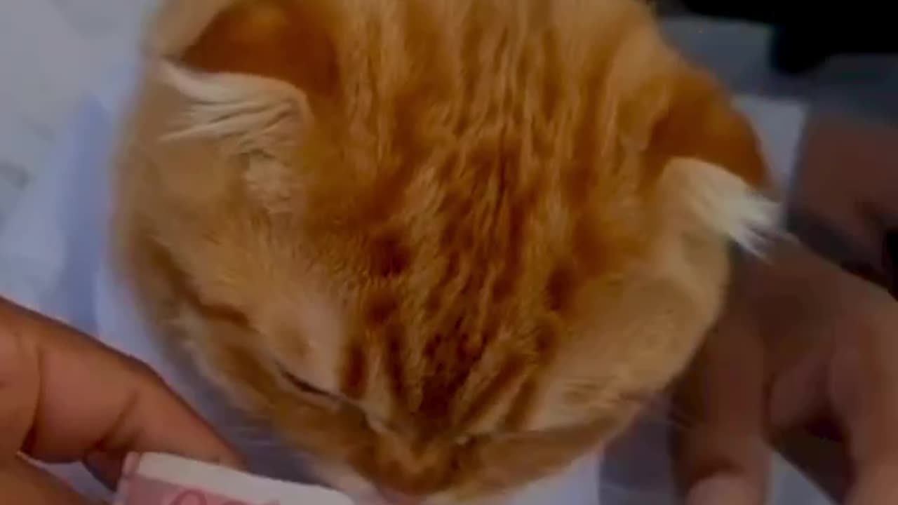 Very comdey cat video