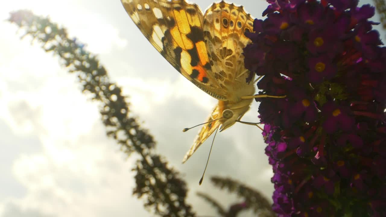 Butterfly resting on a flower