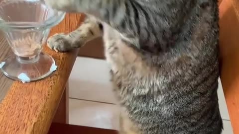 Cat funny moments 🤣🤣🤣🤣