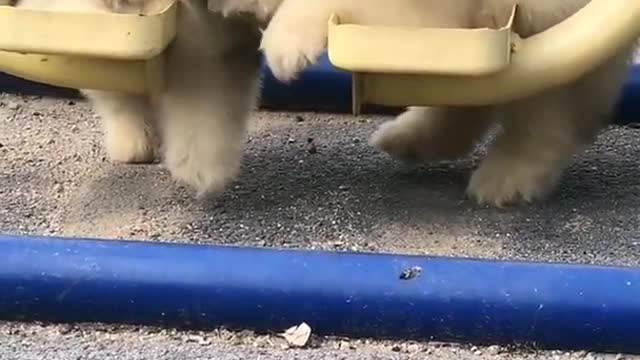 Funniest and Cutest Puppies