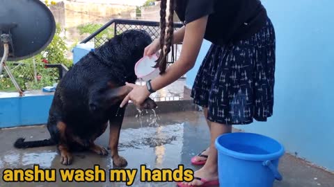 Kid playing with Dog