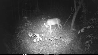 Pregnant Doe- Fawns should be born any week now