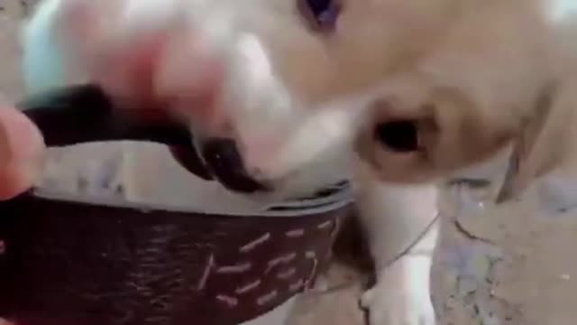 Cute puppy insists to get its stuff back