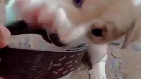 Cute puppy insists to get its stuff back