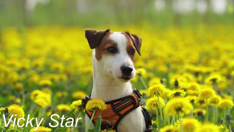 Cute Dog in flower garden