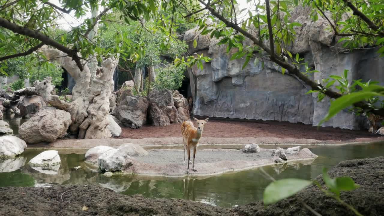Deer Near Pond In Bioparc Of Valencia
