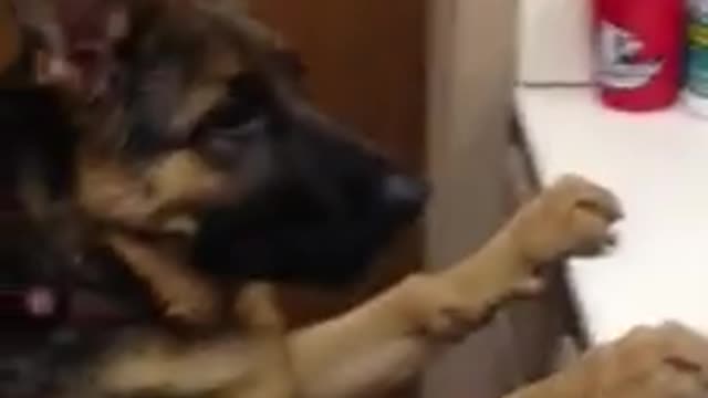 Dog sees self in mirror and hilariously freaks out