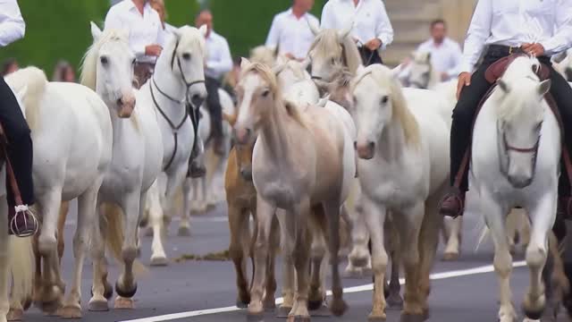 Parad horses