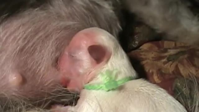 Beautiful Dog Birth!