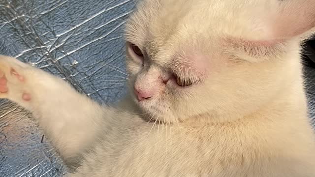 a cat lying in the sun