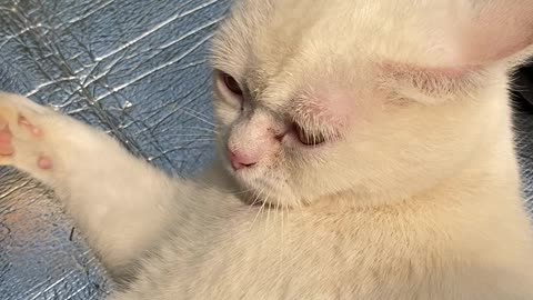 a cat lying in the sun