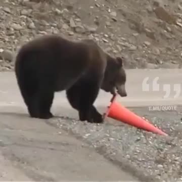 Bear fixes traffic cone!