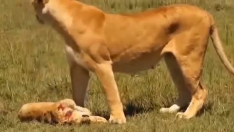 Heartwarming Surprise: Dog-Like Lion Welcomes Adorable Lion Cub