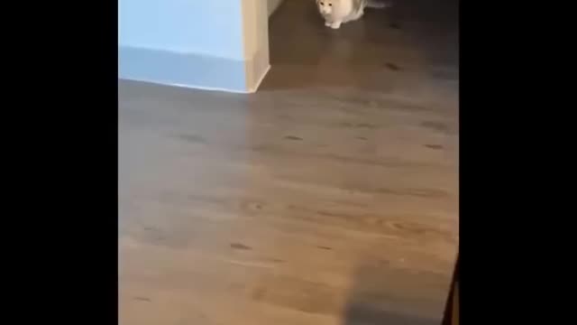 Funny Video Cat moment Part 1