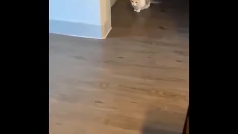 Funny Video Cat moment Part 1
