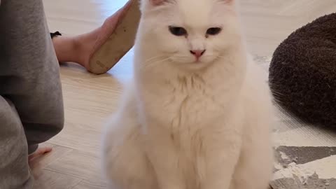 White and cute cat, I thought it was a cat doll