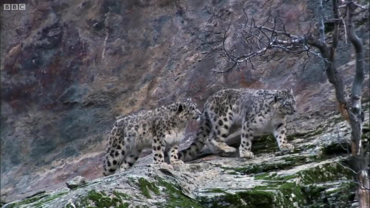 A Collection Of Autumn Moments | BBC Earth