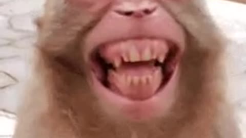 Funny monkey