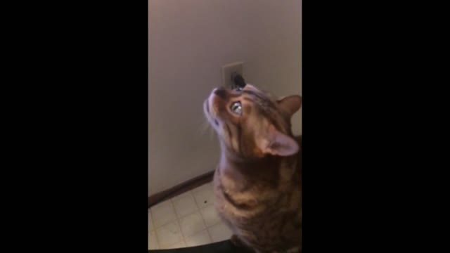 This cat is crazy about the exorcist