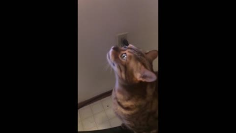 This cat is crazy about the exorcist