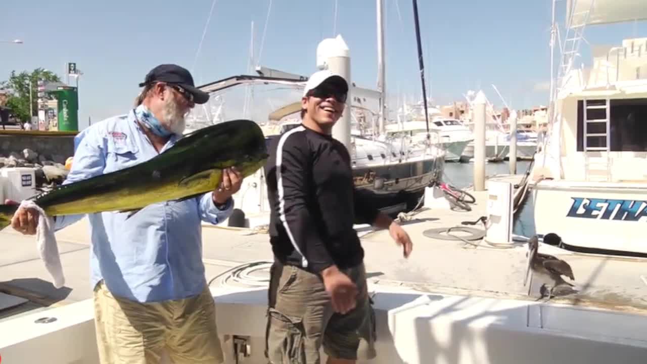 Sea Lion Grabs Big Fish