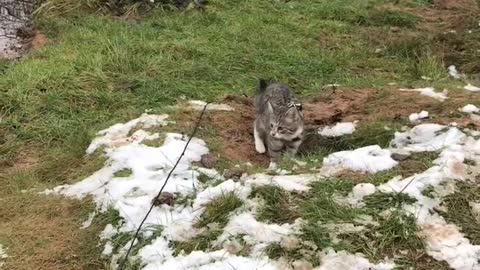 Adventure Cat Training