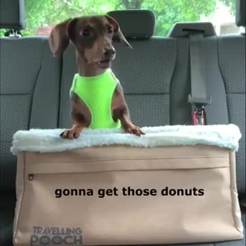 Dashund Dog Threats Mum For Donut