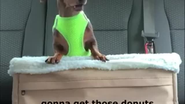 Dashund Dog Threats Mum For Donut