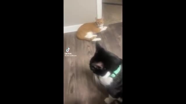 FUNNY CAT MEMES COMPILATION OF 2022