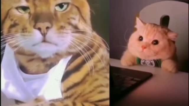 Cat face reaction and funny moment