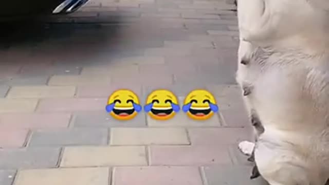 Smart Dog Good Job Super Cool full funny dog