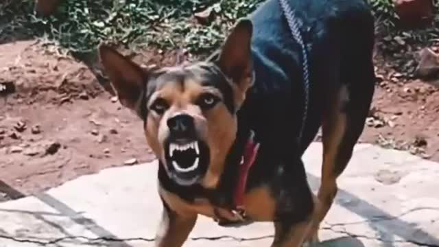 Angry dog barking