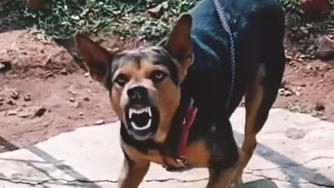 Angry dog barking