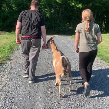 Walking GOAT Destiny C 06.2021